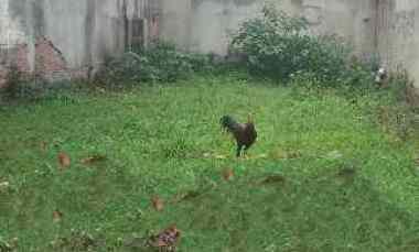 Kanving Siap Bangun Sisa 1 Unit Daerah Bintaro