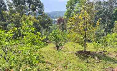 kebun buah 5190m kawasan wisata ngargoyoso