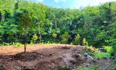 Kebun Durian Murah 200 juta Karanganyar