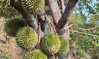 Kebun Durian, 150 Pohon Premium, Subang