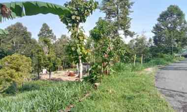 Kebun Durian 1500m Tepi jl Ngargoyoso Karanganyar
