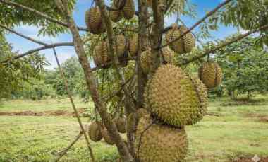 Jual Kebun Durian Bawor Super Jumbo