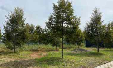 Kebun Durian Bonus Villa View Gunung Lawu Karanganyar