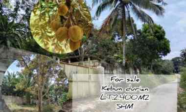 kebun durian dekat wisata waterpark jalan cagak