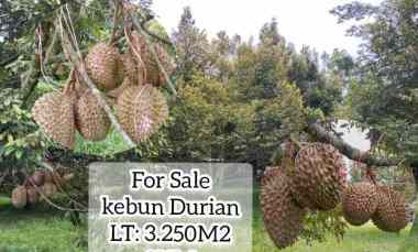 Kebun Durian, Jalan Cagak Subang