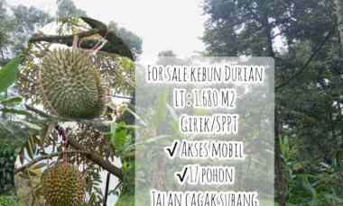 Kebun Durian, Jalan Cagak Subang Jawa Barat