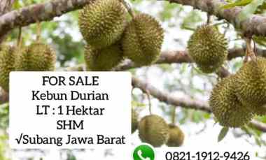 kebun durian jalan cagak subang jawa barat