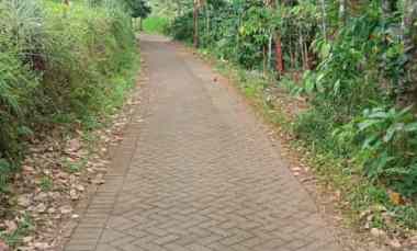 Kebun Durian.kopi.nangka.pisang Pasuruan Madewo Apples