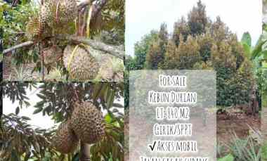 kebun durian manggis jalan cagak subang jawa barat