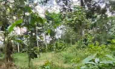 Kebun Durian Mijen Semarang