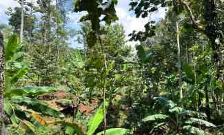 Kebun Durian Murah hanya 250 juta Karanganyar