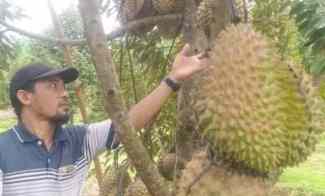 Kebun Durian Murah Rogoselo Pekalongan Jawa Tengah