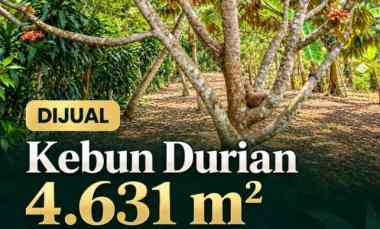 kebun durian produktif di bojong pandeglang banten