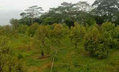 Tanah Dijual di Subang