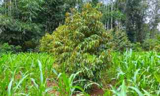 Kebun Durian Siap Berbuah 1018m2 Karanganyar