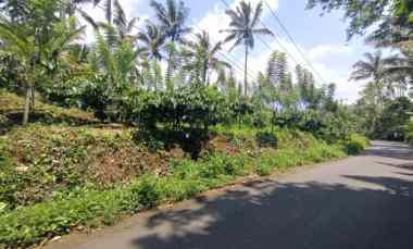 Kebun Kopi Robusta di Pupuan Tabanan Bali