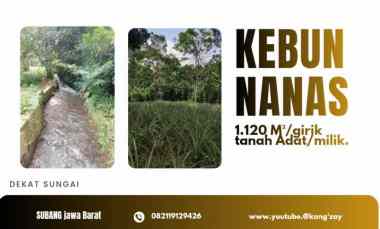 Kebun Nana S Ciater SUBANG, Lahan Produktif