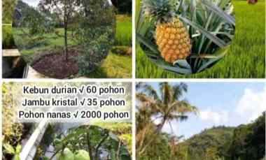 kebun produktif daerah cijambe subang jawa barat