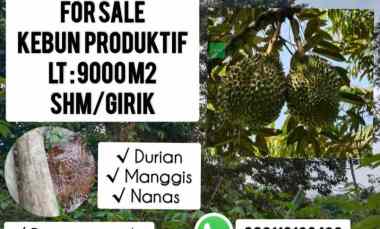 Kebun Produktif, Jalan Cagak Subang Jawa Barat