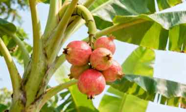 Spx Agen Pengiriman Exprrss Batam