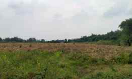 lahan sawah mancar peterongan jombang