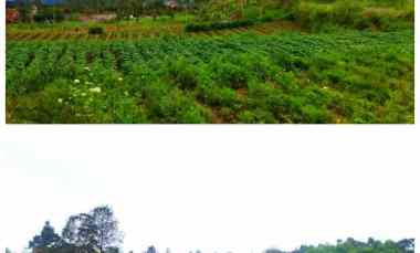 Lahan Wisata 3Ha Pada Ketinggian 1400 Mdpl 500rb/m2