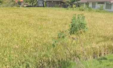 land for leasehold in kedungu bali close canggu