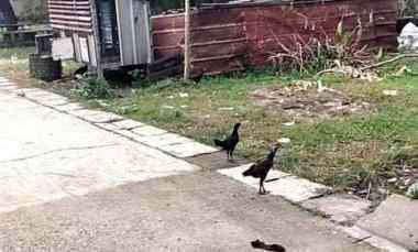 Tanah Dijual di bintaro sektor 9