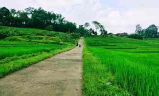 Sawah Produktif Barat Pasar Karangpandan Karanganyar