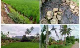 Sawah Produktif Daerah Cijambe Subang Jawa Barat