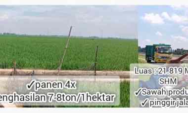 Sawah Produktif, Daerah Cipunagara Subang Jawa Barat