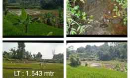 Sawah Produktif,sumber Air Subur, Sagalaherang Subang