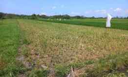 sawah tanah klaten sidowarno klaten