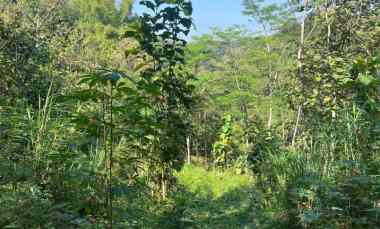 tanah 100 juta cocok untuk kebun buah sragen