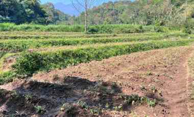 tanah 1327m dekat mata air wisata kemuning