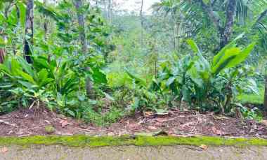 Tanah 2000m Udara Dingin Ngargoyoso, Karanganyar