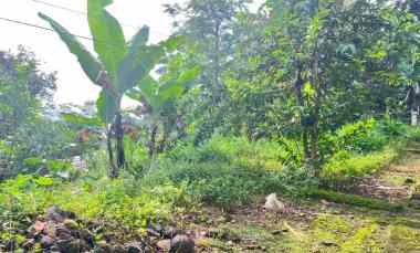 Tanah 225 juta Udara Dingin Ngargoyoso