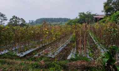 Tanah Dijual di Karangpandan, Karanganyar, Solo, Jawa Tengah