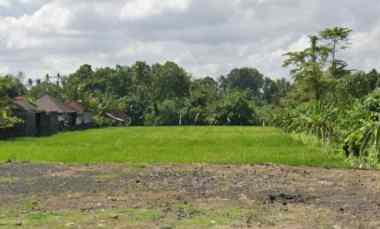 tanah di kedungu view sawah 15 menit dari canggu bali