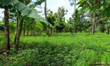 Tanah Dijual di Kurungan Nyawa Negeri Sakti