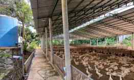 Jual Tanah Peternakan Bebek Peking Murah Pinggir Jalan di Bogor