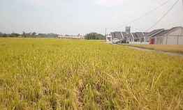 250 Tumbak Sawah di Pinggir Jalan Saar Hilir Cililin Bandung Barat