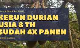 Jual Tanah Kebun Durian Murah SHM DI Pekalongan