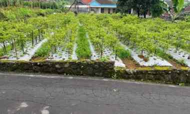 Tanah Dijual di Kemuning, Ngargoyoso, Karanganyar