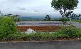 Tanah Terindah View Terbaik Dataran Tinggi Kebun Teh Kemuning