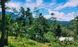 Tanah Idaman View Bukit Perkebunan Teh Kemuning Ngargoyoso Karanganyar