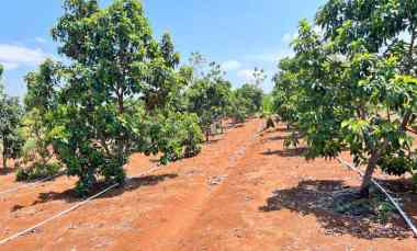 Tanah Dijual di Mojogedang, Karanganyar