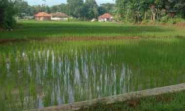 Tanah Kebun dan Sawah Pinggir Jln Desa