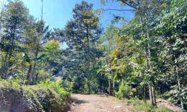 tanah kebun durian 1000m kemuning ngargoyoso