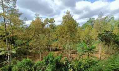 Tanah Kebun Durian Siap Panen Karangpandan Karanganyar